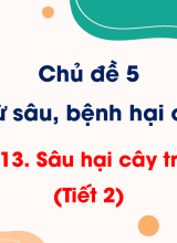 CN Trồng trọt - Bài 13. Sâu hại cây trồng (Tiết 2)